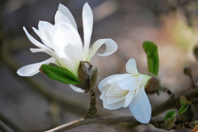 Magnolia stellata - šácholan hvězdovitý - květy 2